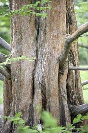 卡牌游戏《Sigils of Nightfall》Steam页面 发售日待定